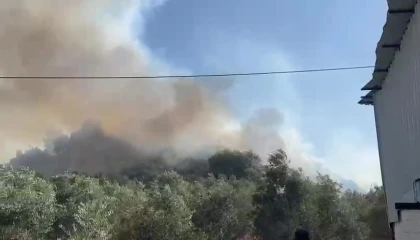 Aksuda ormanlık ve zeytinlik alanda yangın