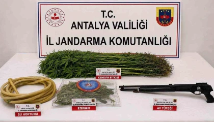 Alanyada 120 kök kenevir ele geçirildi