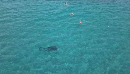 Alanyada kıyıya yaklaşan yunus turistlerle yüzdü
