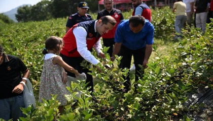 Andırında aronya hasadı