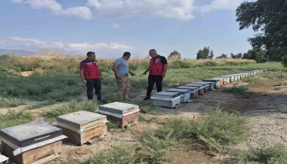 Antakyada arıcılar bal sağımını sürdürüyor