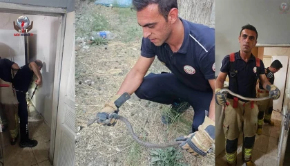 Antakyada evlere giren yılanlar yakalandı