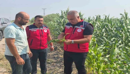 Antakyada mısır hasadı devam ediyor