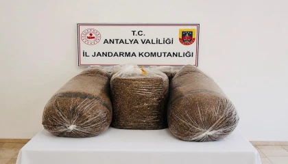 Antalyada kaçak tütün operasyonunda 365 kilo tütün ele geçirildi