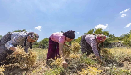 Atalık tohum desteğiyle nohut üretimi yeniden canlanıyor