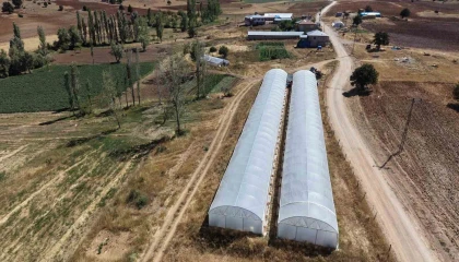 Baba-kız bin 500 rakımda sera kurup domates yetiştirmeye başladılar