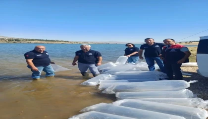 Burdurda göl ve göletler yavru sazanlarla buluştu