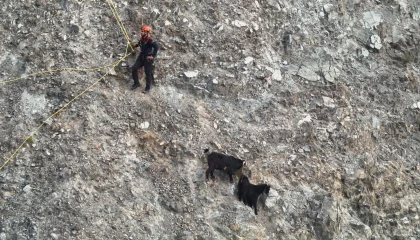 Dağ yamacında mahsur kalan inatçı keçiler 2 saatlik operasyonla kurtarıldı