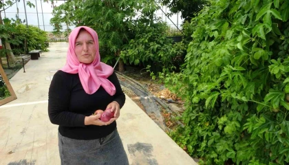 Evin çatısında tohumla başlayan yolculuk, tropikal meyve müzesine dönüştü