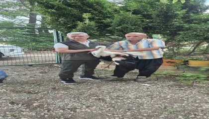 Evinin önüne gelen yaralı leyleğe sahip çıktı