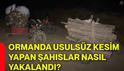 Hassada ormanda usulsüz kesim yapan şahıslar yakalandı