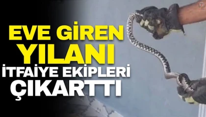 Hatayda eve giren yılanları itfaiye yakaladı