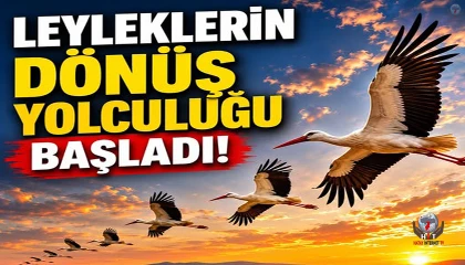 Hatay'da Leyleklerin Görsel Şöleni