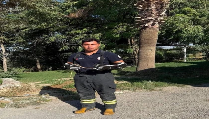 Hatayda yerleşim alanlarına giren yılanları itfaiye yakaladı