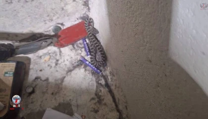 Hatayda yerleşim yerlerine giren yılanlar yakalandı