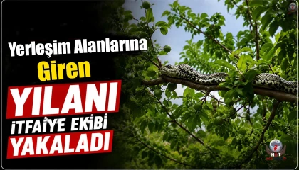 Hatayda yerleşim yerlerine giren yılanlar yakalandı
