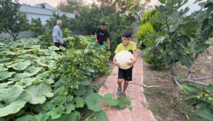 Hobi amaçlı ektiği 3 kök kabaktan 1 tonun üzerinde ürün aldı