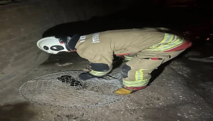 İskenderun ve Arsuzda mahsur kalan hayvanlar kurtarıldı