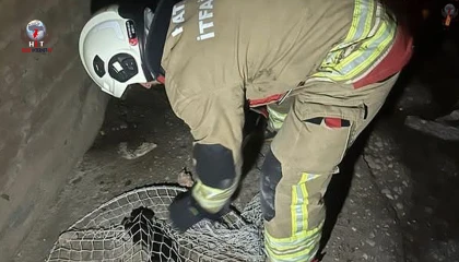 İskenderun ve Arsuzda mahsur kalan hayvanlar kurtarıldı