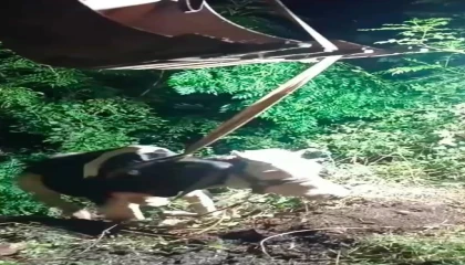 İskenderunda uçurumdan düşen inek iş makinesiyle kurtarıldı