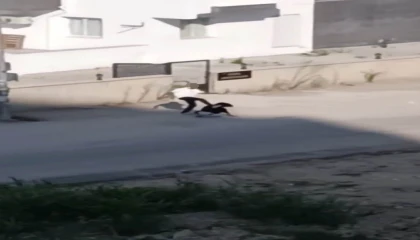 Kadını öldüresiye dövdü, serbest kaldı