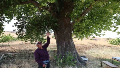 Kahramanmaraşta 300 yıllık kavak ağacı