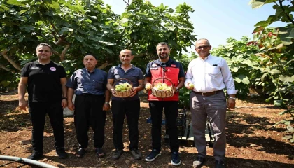 Kahramanmaraşta Abbas inciri hasadı