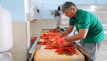Kahramanmaraşta biber salçası mesaisi başladı