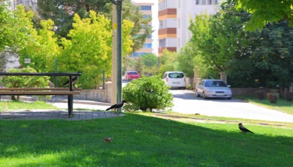 Kahramanmaraşta kargalar parkı mesken tuttu