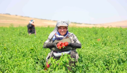 Kahramanmaraşta salçalık biber hasadı başladı