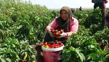 Kavurucu sıcakta acı hasatta çalışan işçiler ellerini yüzlerine süremiyorlar