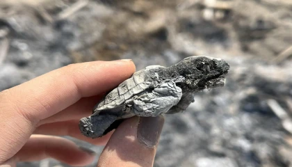 Kumsalda yakılan ateş denize ulaşmaya çalışan yavru carettayı yakıp telef etti