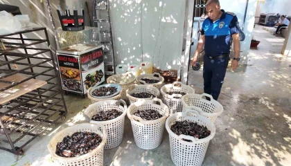 Mersinde 200 kilo bozuk midye dolması ele geçirildi