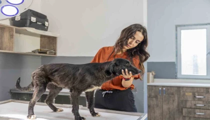 Mersinde 6 aylık tedaviyle yeniden ayağa kalkan köpek sıcak yuvasını bekliyor