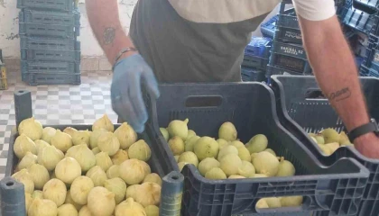 Mersinde beyaz incirde yok yılı: Rekoltenin 90 bin tondan 30 bin tona düşmesi bekleniyor