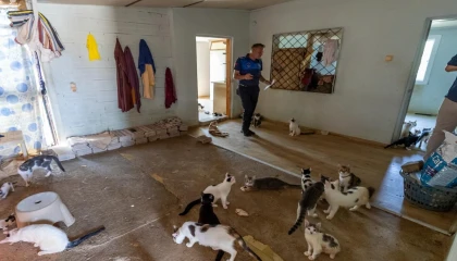Mersinde ‘çöp ev ihbarından yaklaşık 100 kedi çıktı