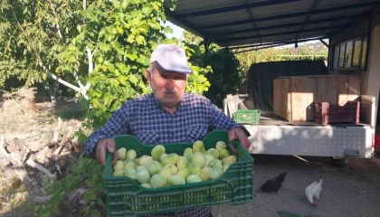 Mersinde incir hasadı başladı