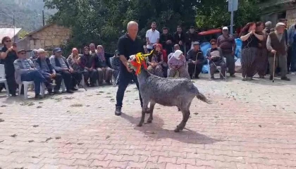 Mutta keçi güzellik yarışması düzenlendi