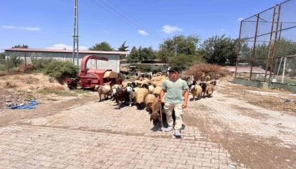 Öksüz ve yetim çoban Suriyeli Abdurrahmandan kendine sahip çıkan aileye yürek ısıtan teşekkür