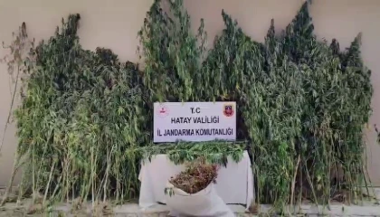 Orman içine ekilen kenevir tarlasını jandarma tespit etti