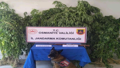 Osmaniyede jandarma bir haftada 128 şüpheli yakaladı