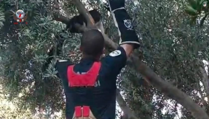Patisi ağacın dalına sıkışan kedinin yardımına itfaiye yetişti