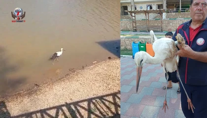 Reyhanlı’da Yaralı Leyleğin İmdadına İtfaiye Yetişti