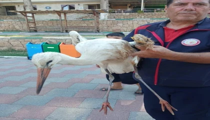 Reyhanlıda yaralı leylek ekipler tarafından kurtarıldı