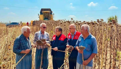 Tarsusta ayçiçeğinde 4 bin 485 ton rekolte bekleniyor