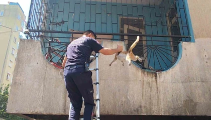 Yangından korkan hamile kediyi itfaiye kurtardı