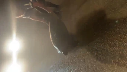 Yolunu şaşıran caretta carettayı kucağına alıp denize kavuşturdu