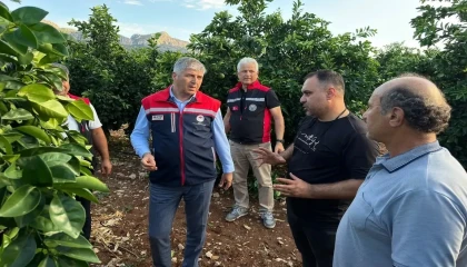 Adanada dolu vuran tarım arazilerinde incelemeler başladı