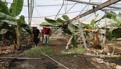 Adanada fırtına çatıları uçurdu, muz serasında direkler devrildi
