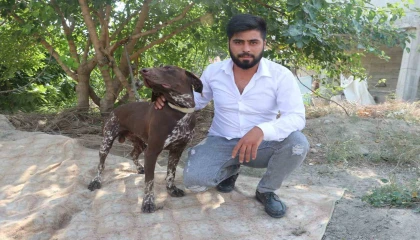 Adanada köpeğe sopayla şiddet güvenlik kamerasında